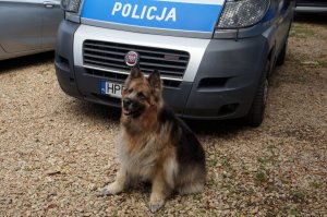 Kora  -  policyjny pies wyszkolony do wyszukiwania zapachów narkotyków