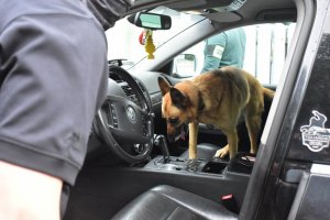zdjęcie kolorowe: przewodnik psa służbowego z psem wyszkolonym na wyszukiwanie zapachu narkotyków podczas przeszukania samochodu