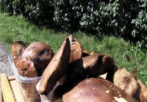 zdjęcie kolorowe: pojemnik z grzybami leśnymi