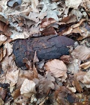 zdjęcie kolorowe: na ściółce leśnej leży pocisk artyleryjski o kalibrze 75 mm