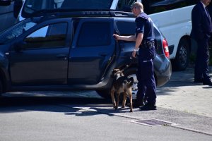 zdjęcie kolorowe: policyjny przewodnik psa służbowego z czworonogiem