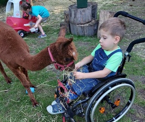 zdjęcie kolorowe: Jaś siedzący na wózku inwalidzkim karmiący alpakę