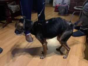 zdjęcie kolorowe: wychudzony mały pies odebrany właścicielowi przez katowickich policjantów