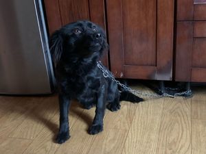 zdjęcie kolorowe: przywiązany łańcuchem do szafki kuchennej młody czarny pies