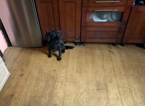 zdjęcie kolorowe: przywiązany łańcuchem do szafki kuchennej młody czarny pies, widok z oddali