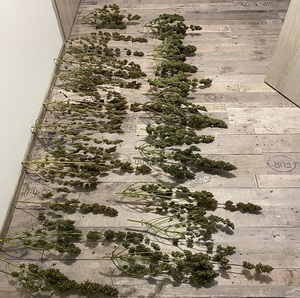 zdjęcie kolorowe: wysuszone krzaki marihuany rozłożone na podłodze korytarza