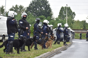 Zdjęcie kolorowe przedstawia policjantów przewodników psów służbowych zabezpieczających przemarsz kibiców.