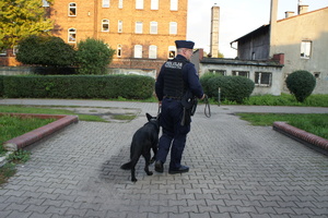 Zdjęcie kolorowe przedstawia umundurowanego przewodnika psa służbowego w trakcie kontroli placu.
