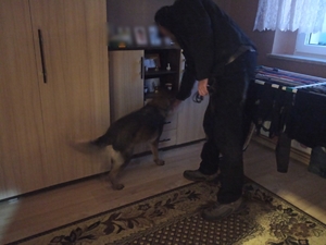 zdjęcie kolorowe: policjant z psem służbowym przeszukujący mieszkanie