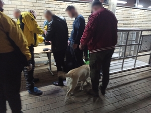 zdjęcie kolorowe: pies wyszkolony na wyszukiwanie zapachu narkotyków ze swoim przewodnikiem podczas policyjnych działań