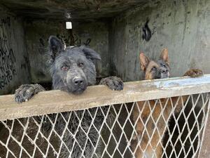 zdjęcie kolorowe: dwa owczarki niemieckie w betonowych boksach