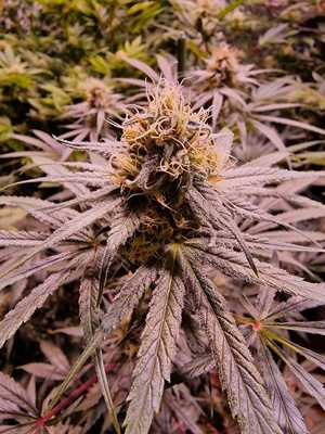 zdjęcie kolorowe: zabezpieczone krzewy marihuany