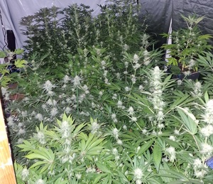 zdjęcie kolorowe: zabezpieczone krzewy marihuany