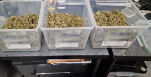 zdjęcie kolorowe: trzy plastikowe pojemniki z suszem marihuany ustawione na biurku