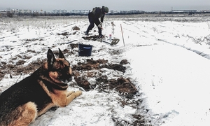 zdjęcie kolorowe: pole pokryte śniegiem, policyjny kontrterrorysta i policyjny pies wyszkolony do wyszukiwania zapachów materiałów wybuchowych