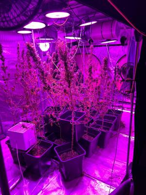 zdjęcie kolorowe: krzewy konopi w namiocie