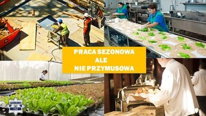 Zdjęcie kolorowe: praca sezonowa