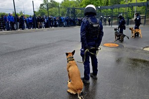 Na zdjęciu policjanci i policyjne psy